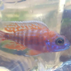 Red Peacock Cichlid