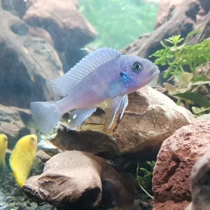Cobalt Blue Cichlid