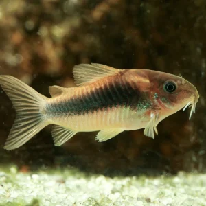 Bronze Corydoras