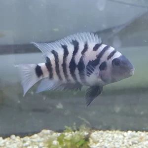 Convict Cichlid