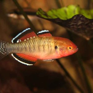 Empire Gudgeon