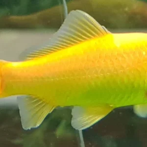 Goldfish- Golden Comet