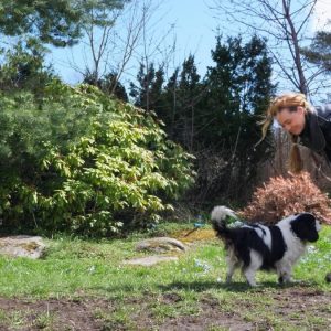 Fortsättningskurs i hundträning​