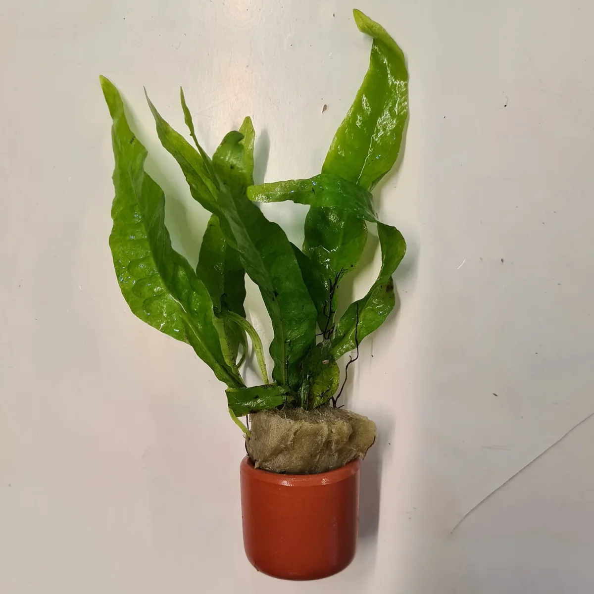 Java Fern - Bild 3