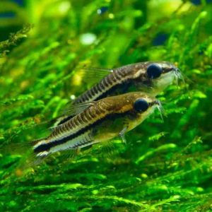 Pygmy Corydoras