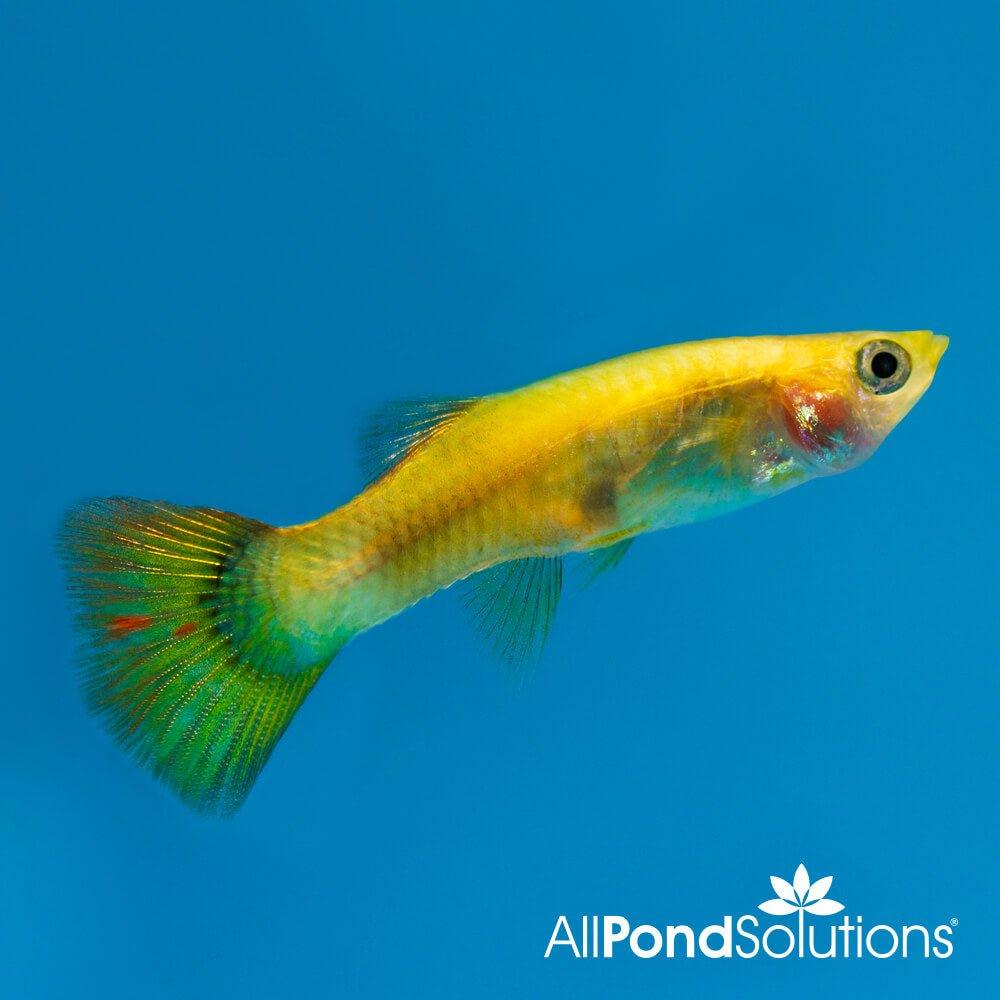 Assorted Female Guppy - Poecilia reticulata - Bild 7