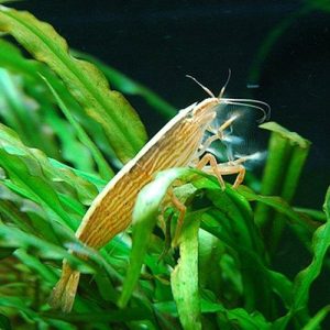 Bamboo Shrimp - Atyopsis moluccensis