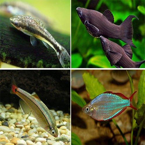 Bundle 5 - Includes Otocinclus, Molly, Minnow and Rainbows - Bild 2