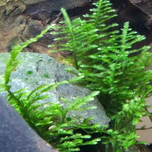 Christmas Moss