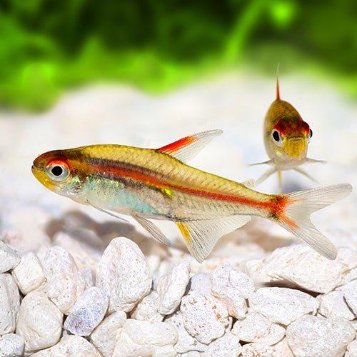 Glowlight Tetra - Hemigrammus erythrozonus - Bild 2