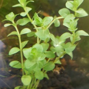 Green Rotala Bunch