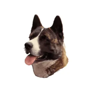 Hunddekal American Akita Brindle – 2 st (14×16 cm)