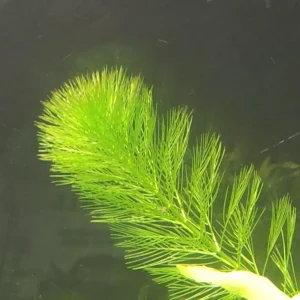 Milfoil