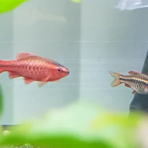 Cherry Barb