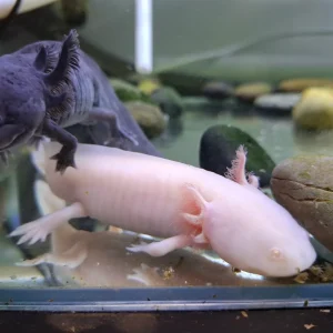 Axolotl Albino (Giant)