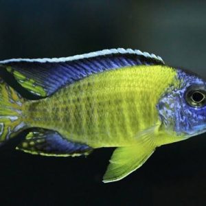 Blue Neon Peacock Cichlid