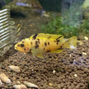 Ob Peacock Marble Cichlid