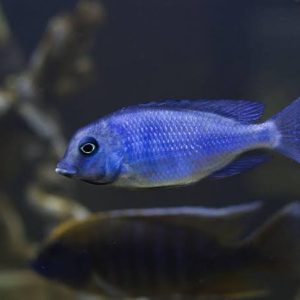 Blue Dolphin Cichlid