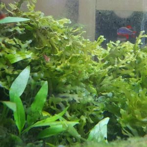 Subwassertang Moss