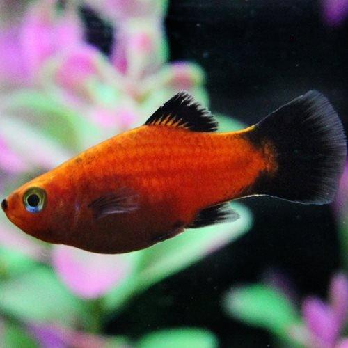 Wagtail Platy - Xiphophorus maculatus - Bild 2